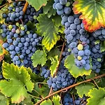 דירה Lambrusco Monolocale Vicino Al Centro Di Universita E Policlinico *