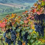 Lambrusco Monolocale Vicino Al Centro Di Universita E Policlinico *