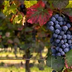 Apartmán Lambrusco Monolocale Vicino Al Centro Di Universita E Policlinico *