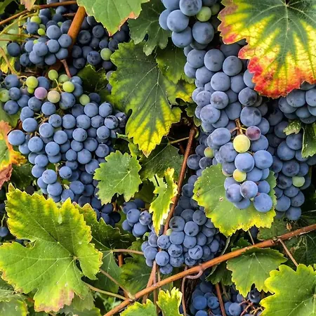 公寓 Lambrusco Monolocale Vicino Al Centro Di Universita E Policlinico *