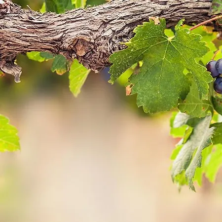 Lambrusco Monolocale Vicino Al Centro Di Universita E Policlinico 公寓