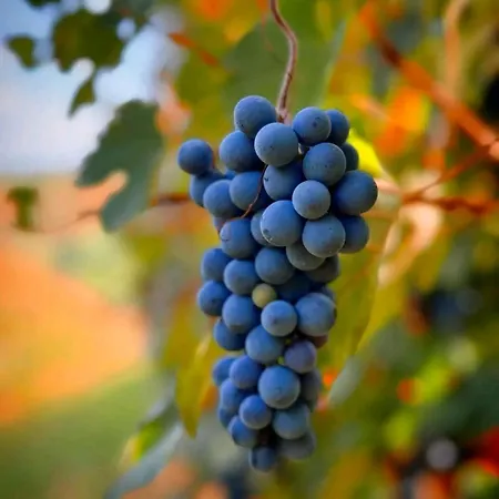 Lambrusco Monolocale Vicino Al Centro Di Universita E Policlinico 아파트 *