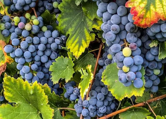 アパート Lambrusco Monolocale Vicino Al Centro Di Universita E Policlinico *