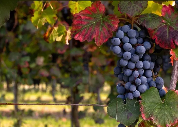 アパート Lambrusco Monolocale Vicino Al Centro Di Universita E Policlinico *